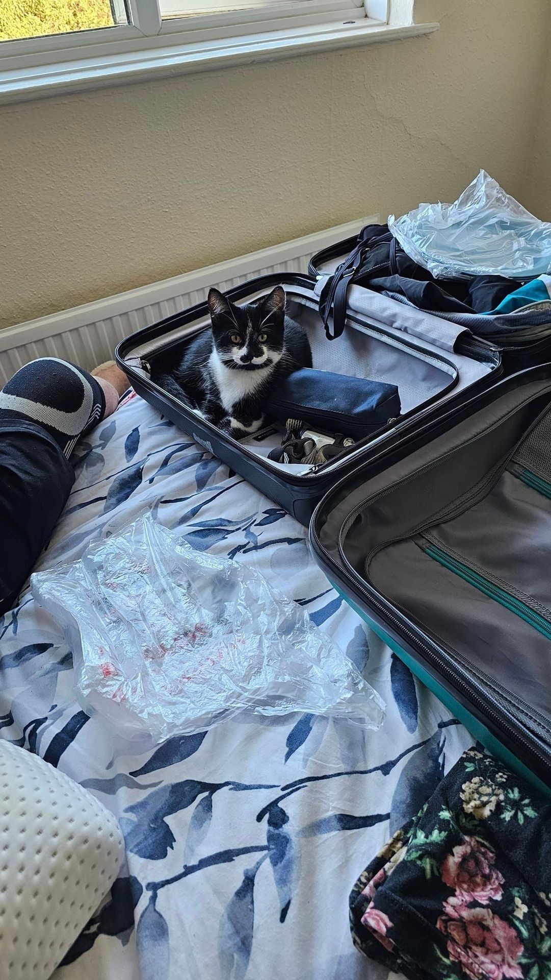 Black and white cat sitting inside the open lid of a suitcase