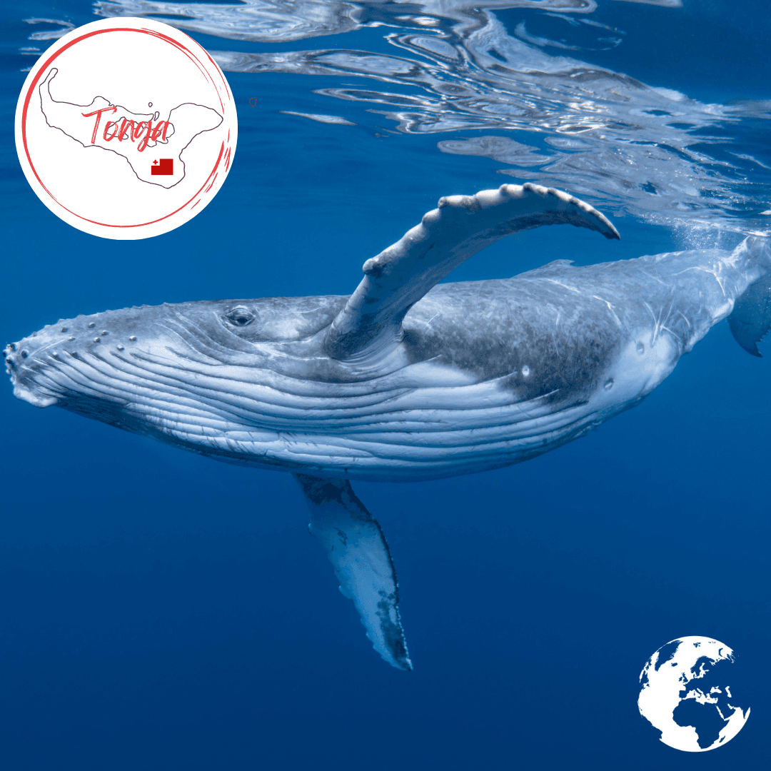 Tonga - The Holiday Artist