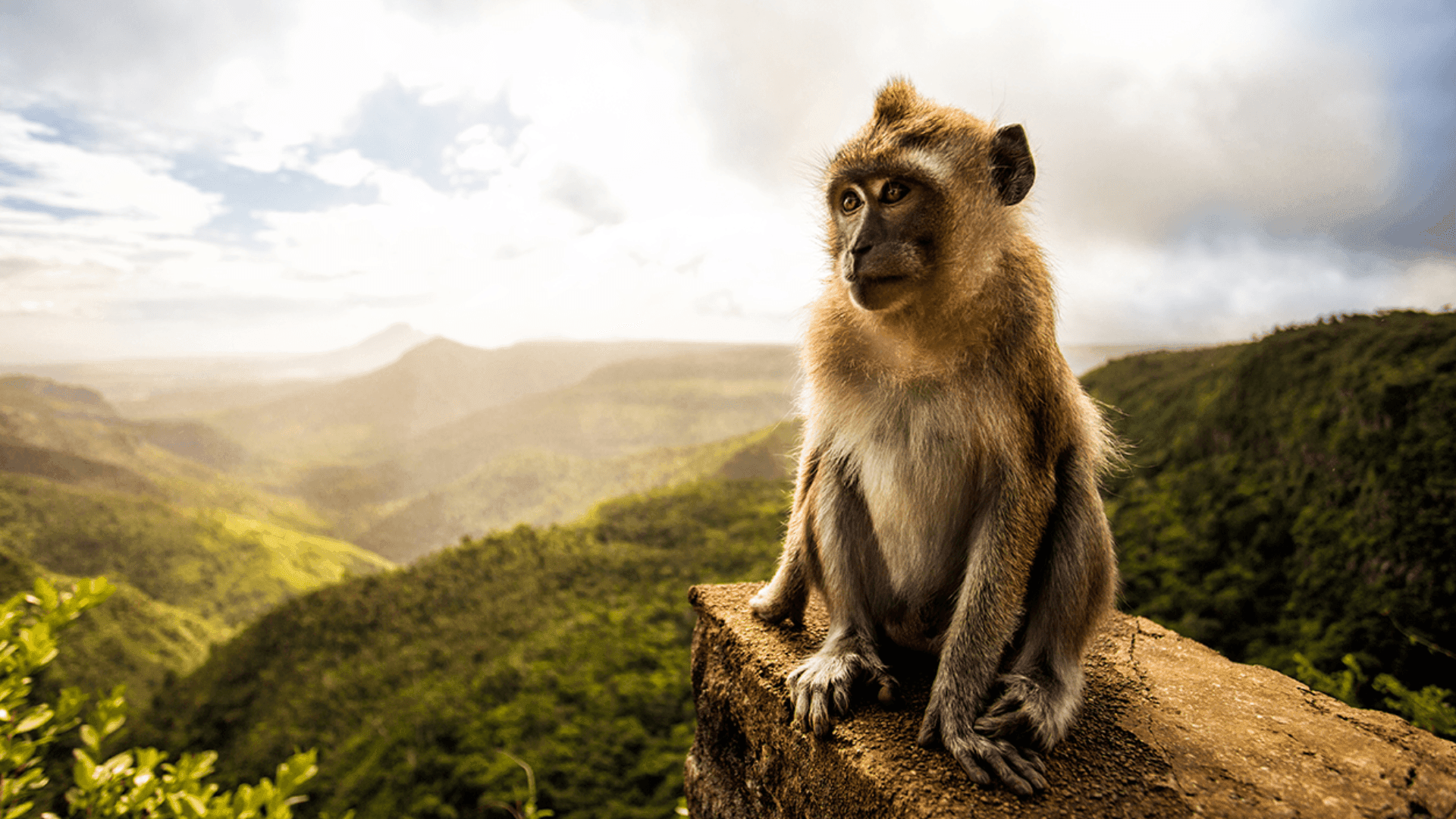 Wildlife in Sri Lanka