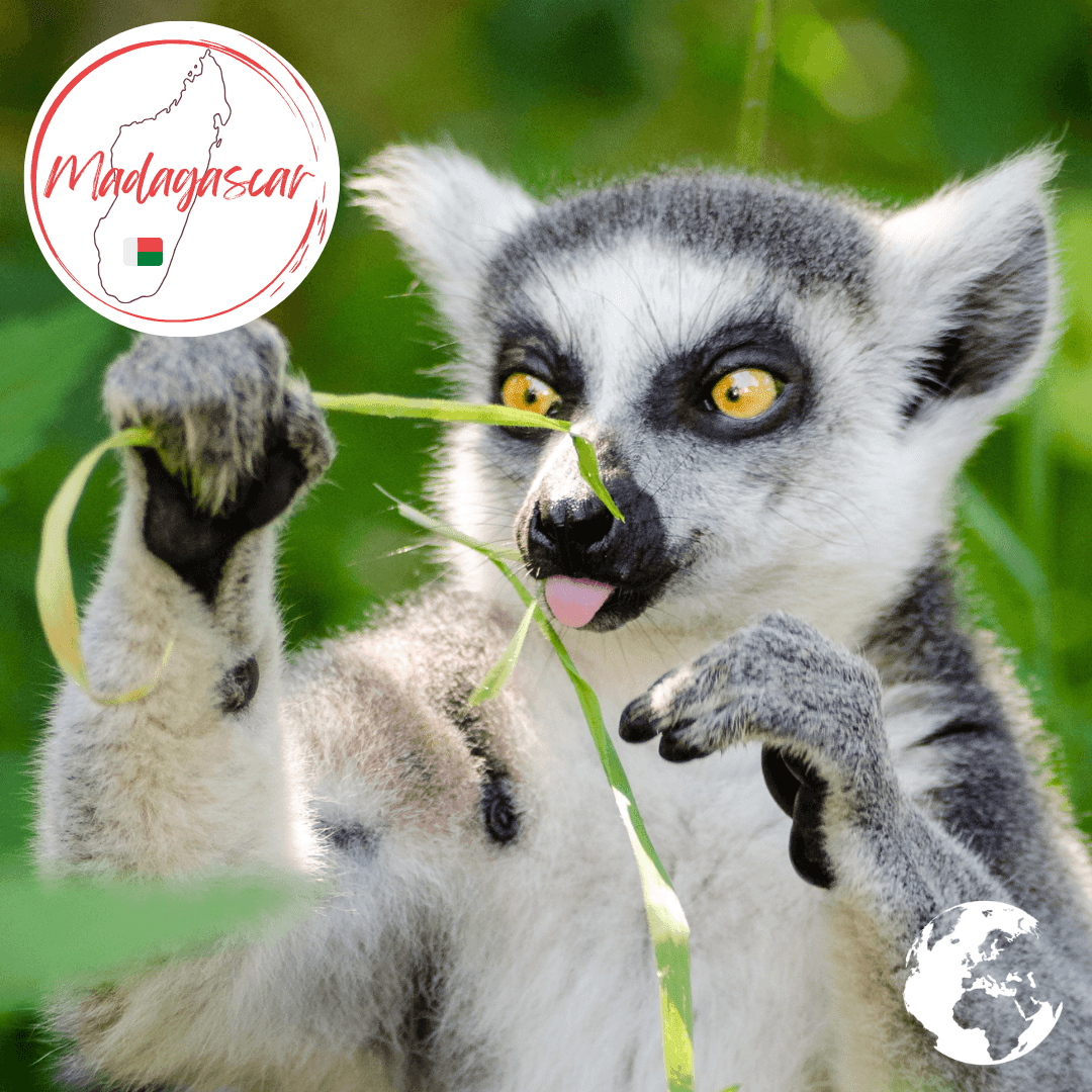 Madagascar - The Holiday Artist