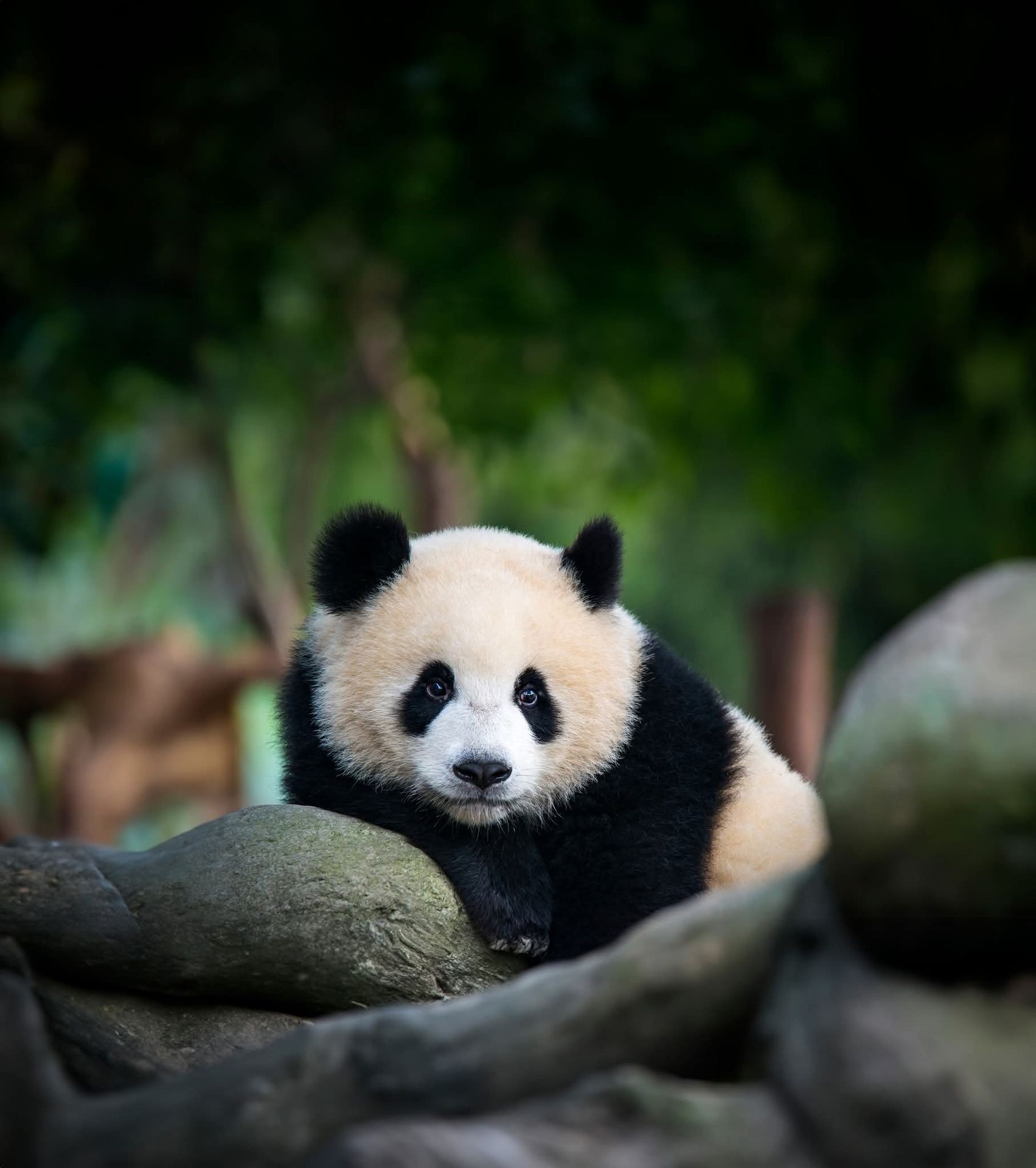 Panda Bear in China