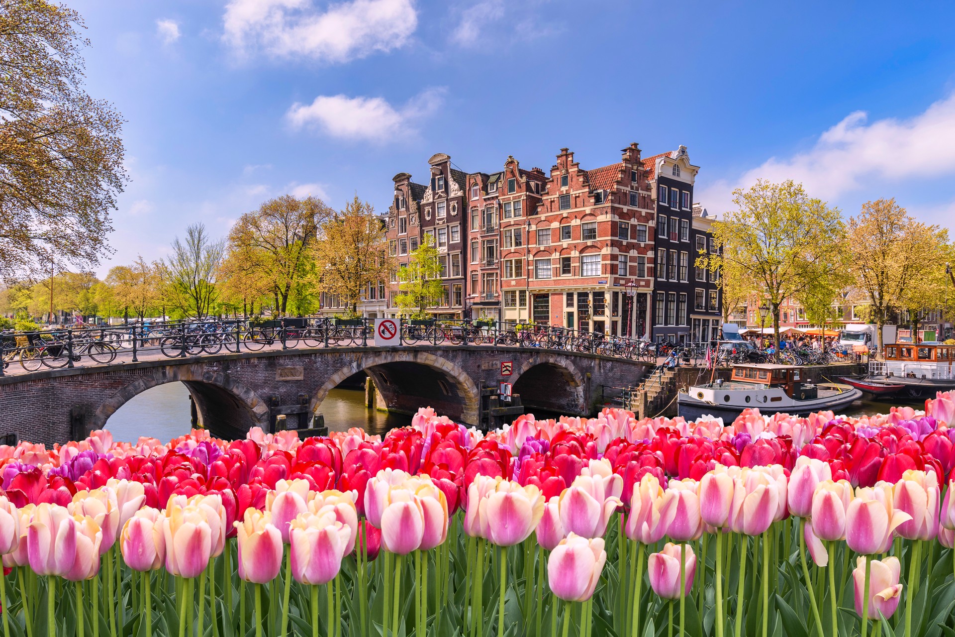 Amsterdam Netherlands, city skyline at canal waterfront with spring tulip flower