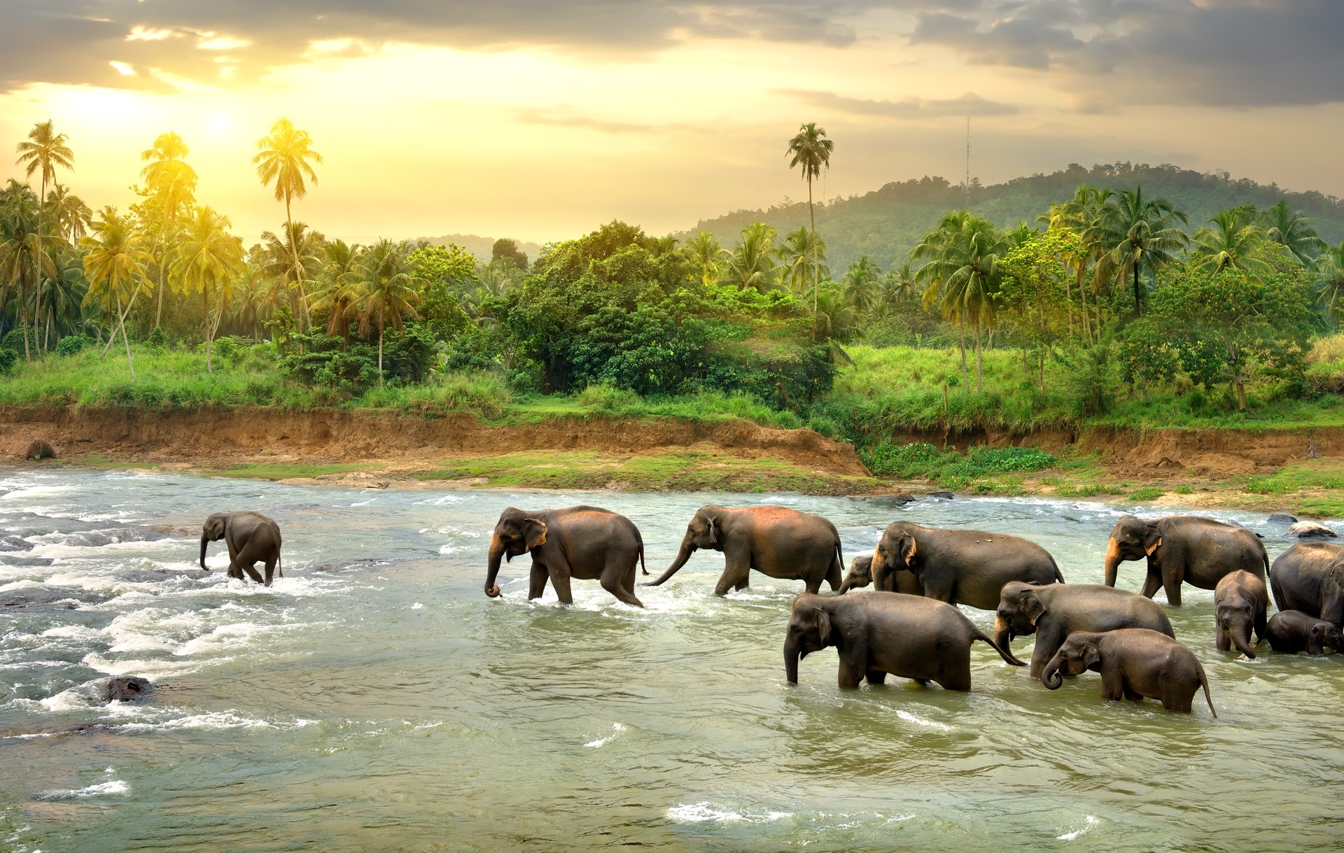 Sri Lanka Elephants in river